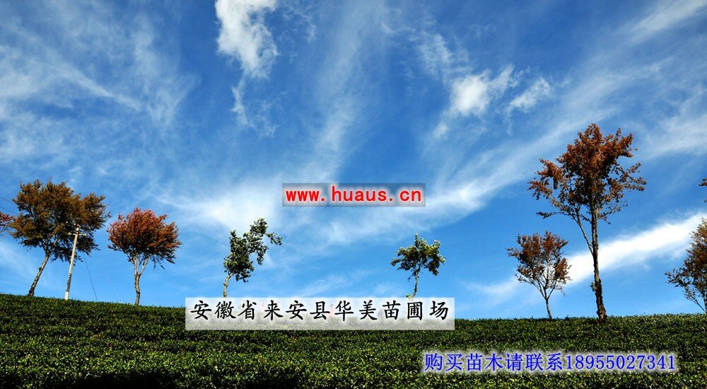 ���Է����