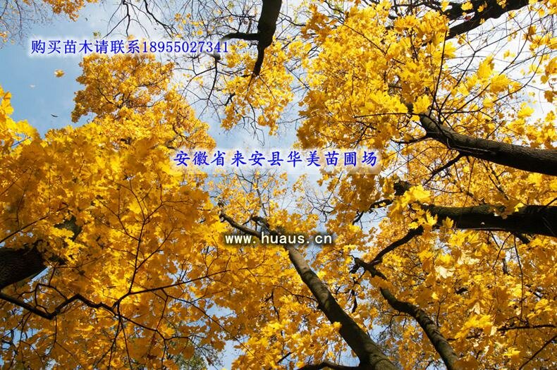 ���Է����