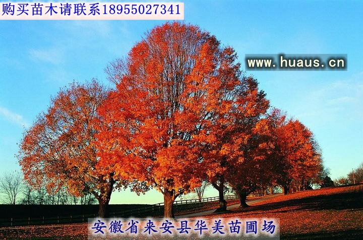 ���Է����