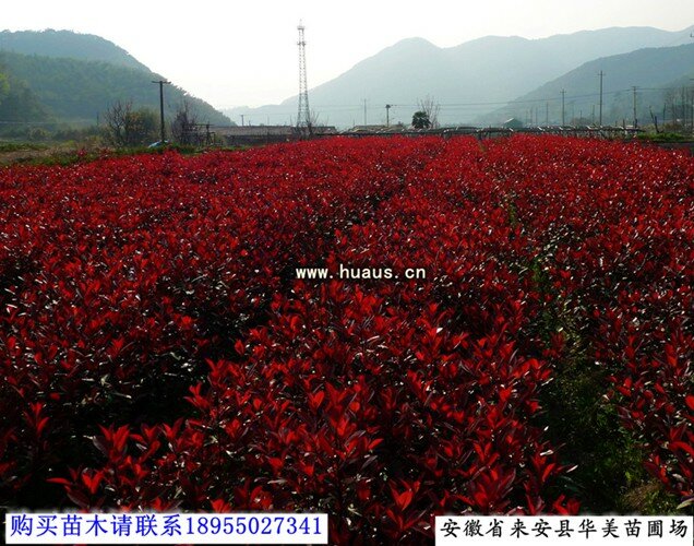 ��Ҷʯ骹���Ӧ��