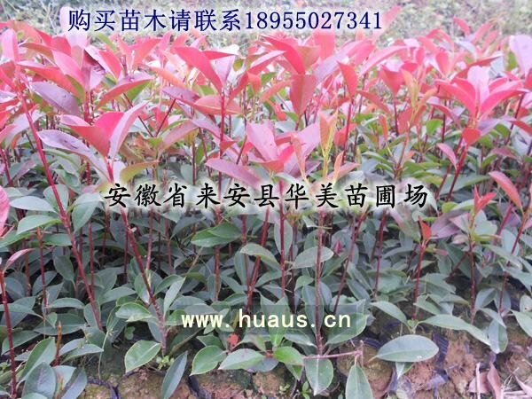 ��Ҷʯ�С��