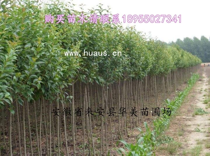 ������С��