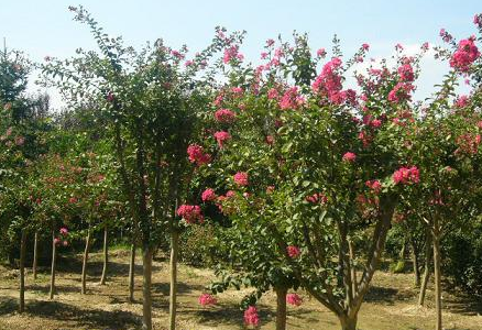 ��ޱ-��������