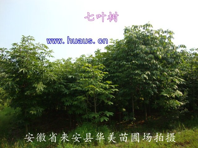 �й���Ҷ��