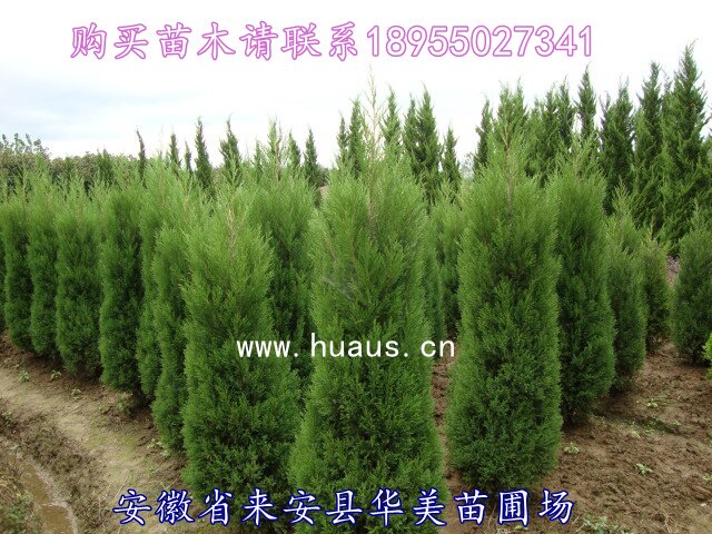 ������Ʒ