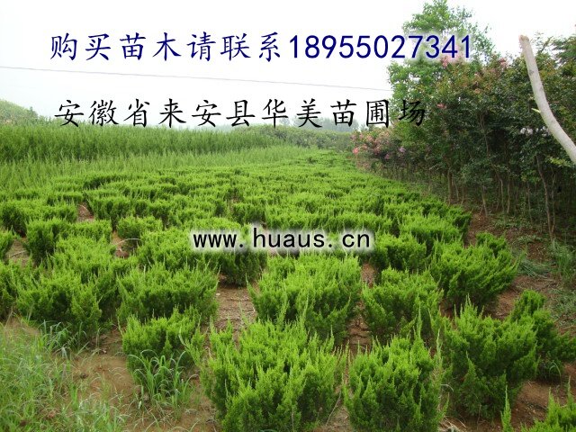 С��������