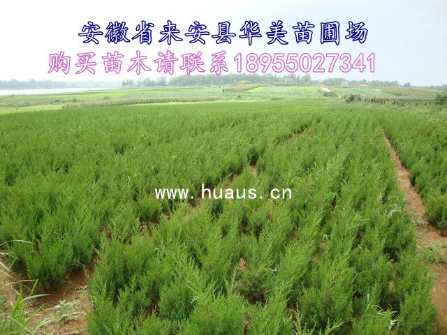 ����С��