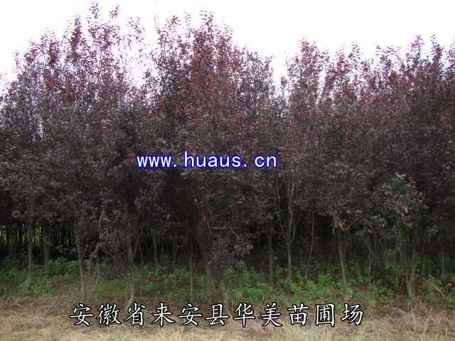 4��6������Ҷ��