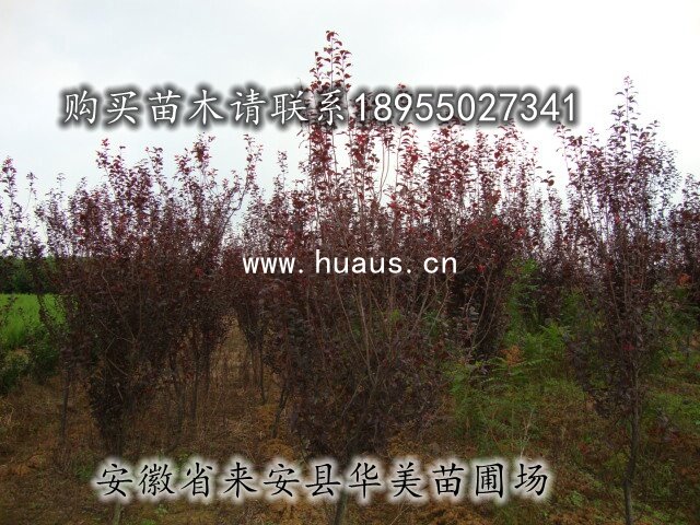 4������Ҷ��