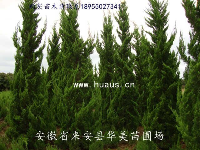 ��ľ֮������