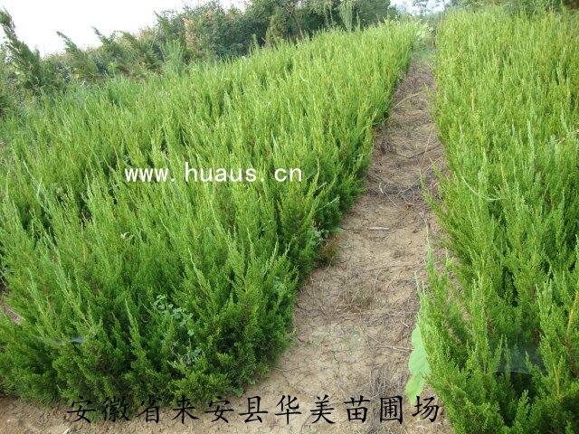 ����С��