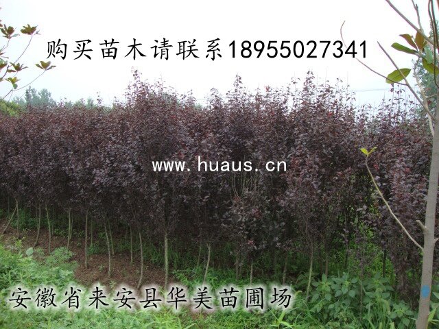 ������Ҷ��