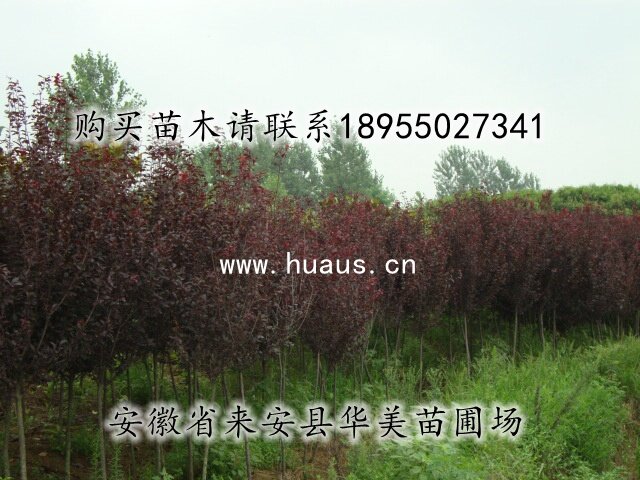 ��Ҷ����ľ