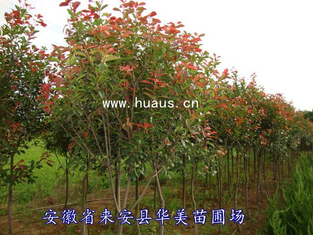 ���˺�Ҷʯ�